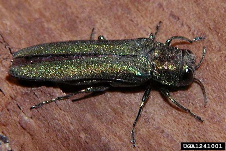 emerald ash borer