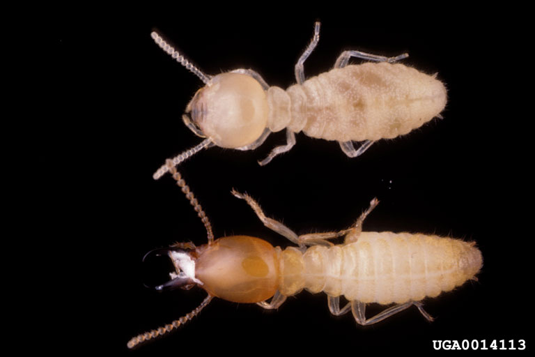 formosan subterranean termites