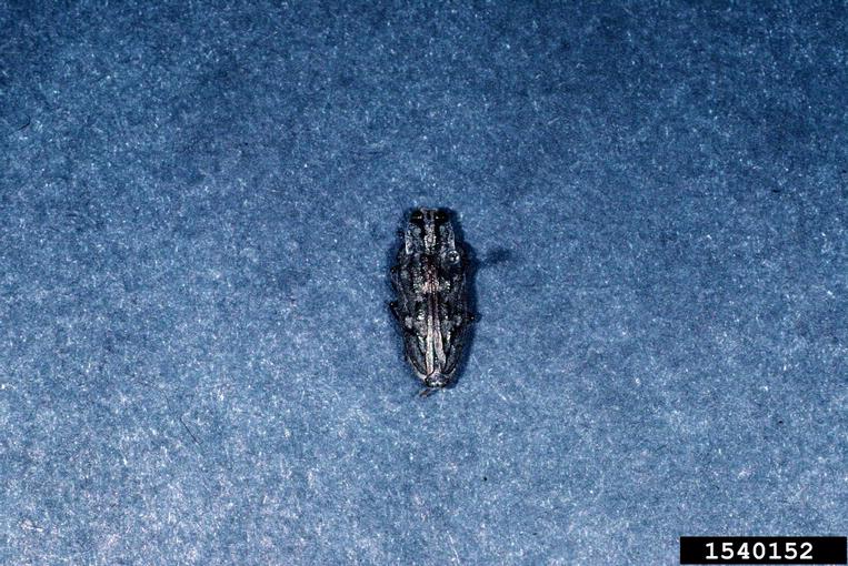 goldspotted oak borer