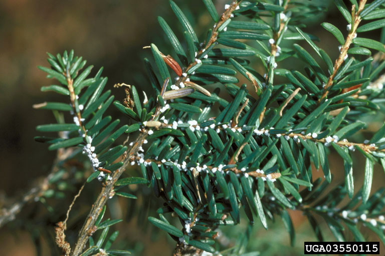 hemlock woolly adelgid