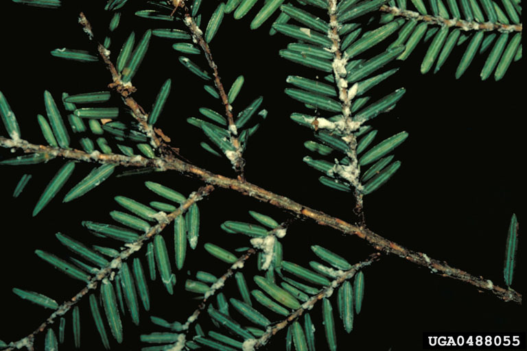 hemlock woolly adelgid