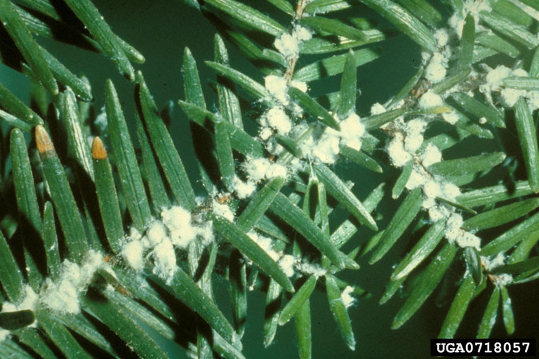 hemlock woolly adelgid