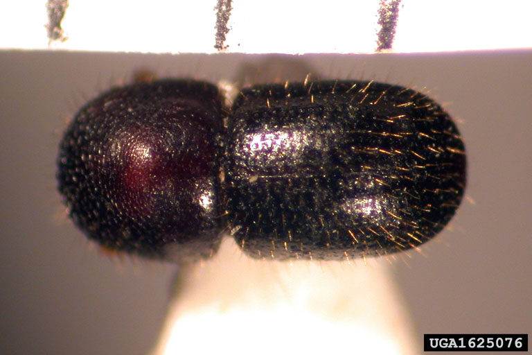 Invasive Shot Hole Borers (ISHB/KSHB)