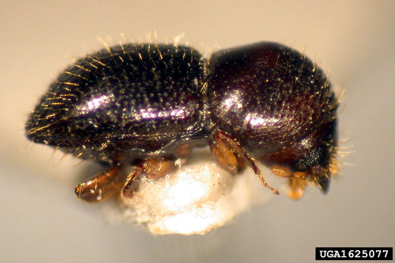 invasive shot hole borers