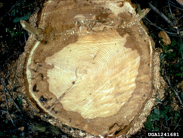 laminated root rot