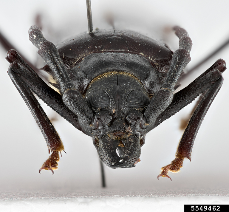 palo verde root borer