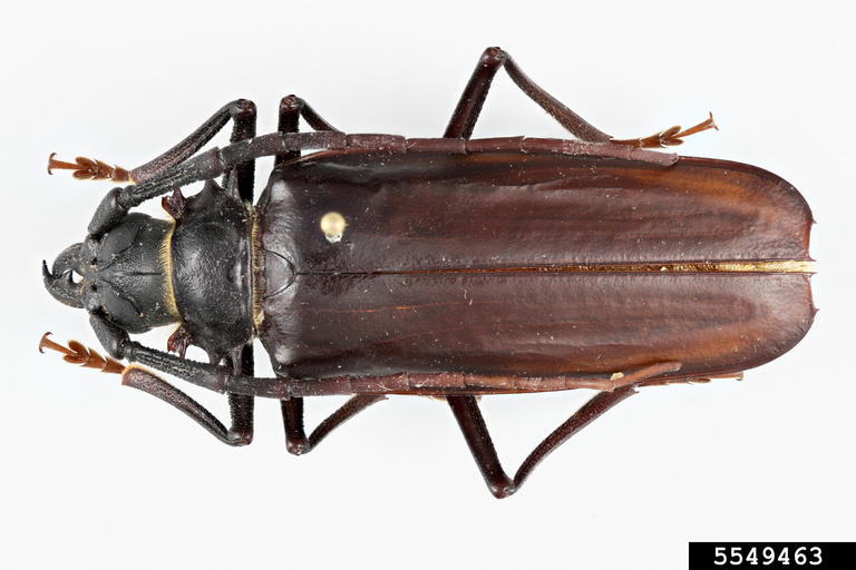 palo verde root borer