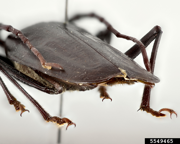 palo verde root borer