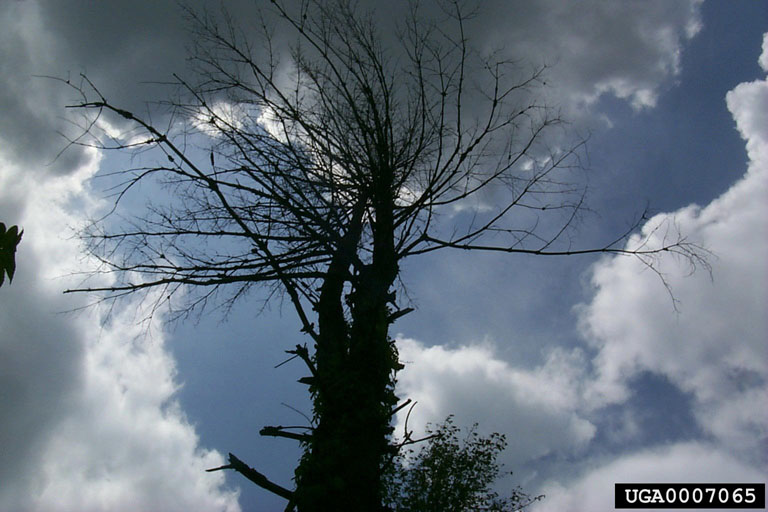 southern pine beetle