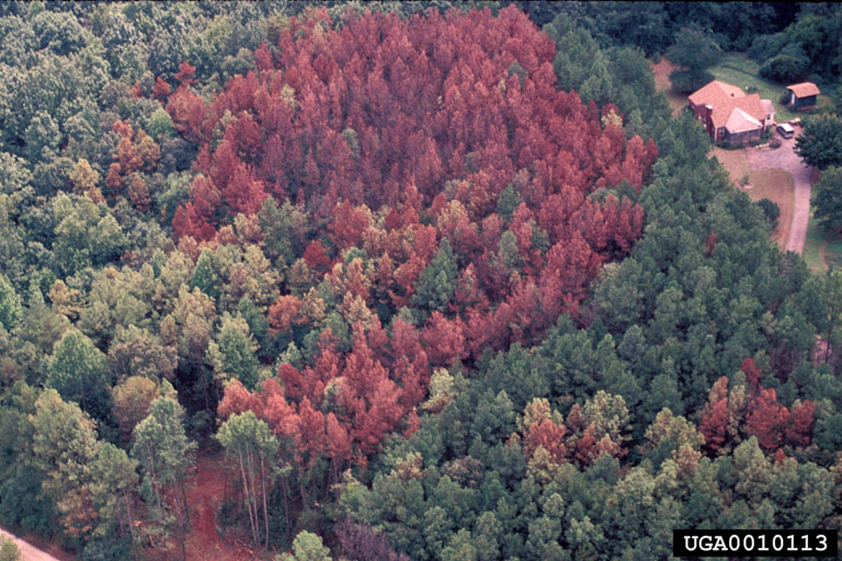 southern pine beetle