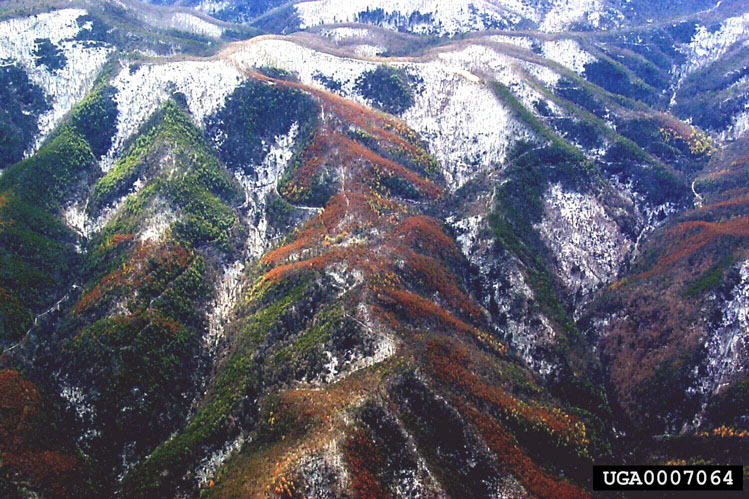 southern pine beetle