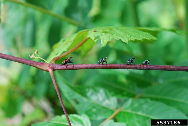 spotted lanternfly