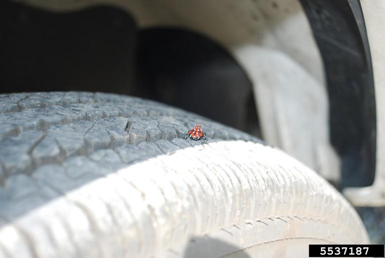 spotted lanternfly