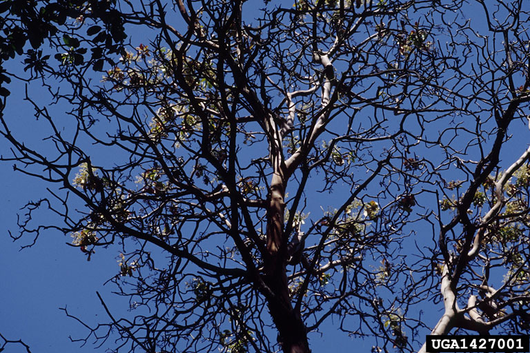 Sudden Oak Death (SOD)