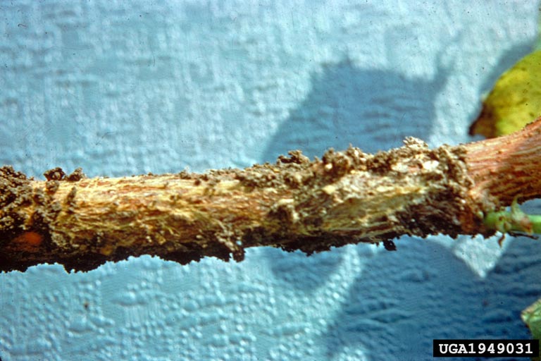 texas root rot
