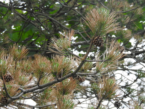 Austrian Pine