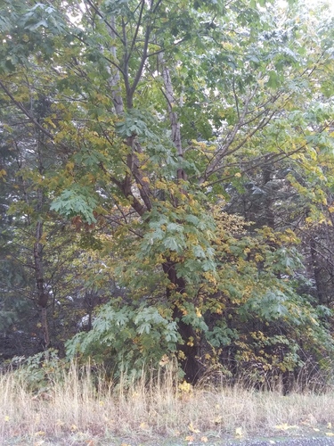 Bigleaf Maple
