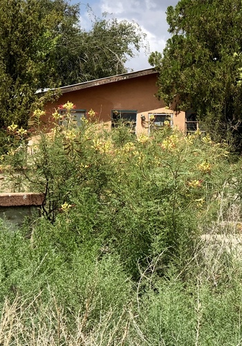 Bird of Paradise Tree