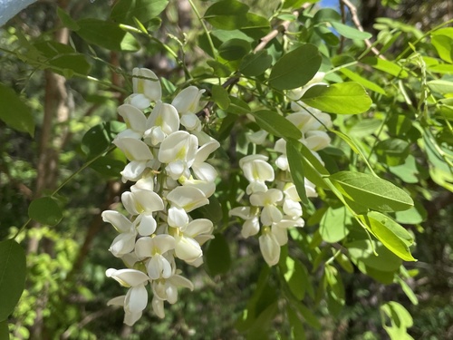 Black Locust
