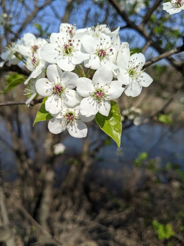 Bradford Pear