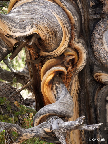 Bristlecone Pine