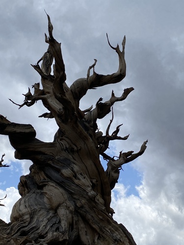 Bristlecone Pine