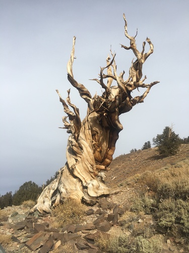 Bristlecone Pine
