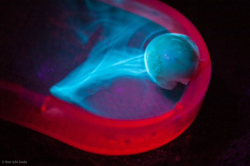 California Bay Laurel