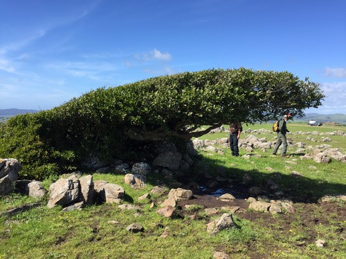California Bay Laurel