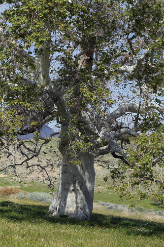 California Sycamore