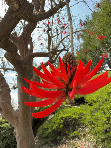 Coral Tree