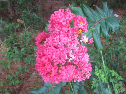 Crepe Myrtle