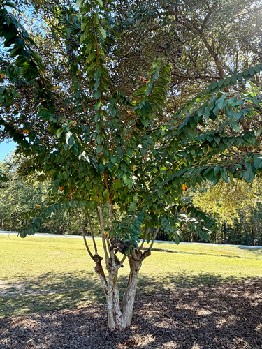 Crepe Myrtle