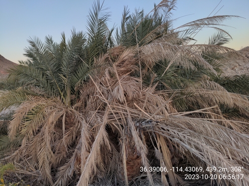 Date Palm