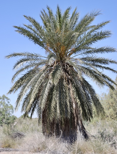 Date Palm