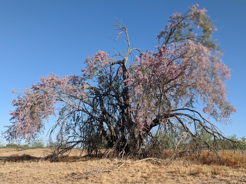 Desert Ironwood