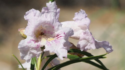 Desert Willow