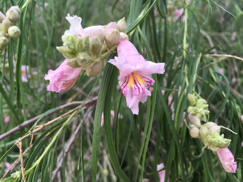 Desert Willow