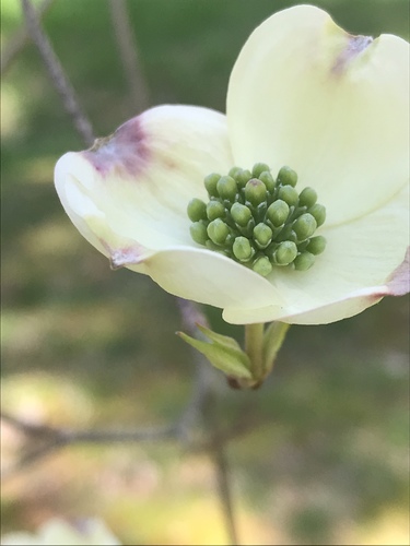 Dogwood