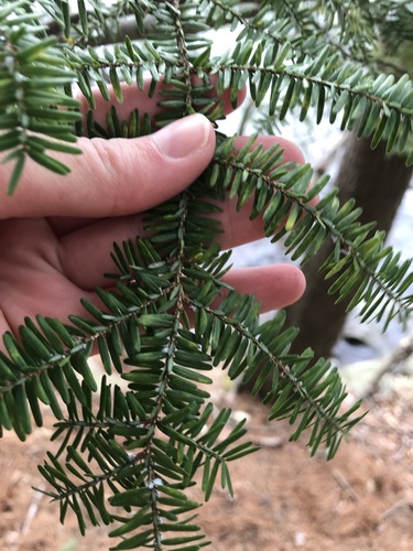 Eastern Hemlock