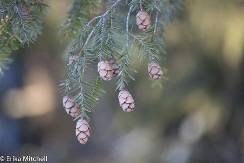 Eastern Hemlock