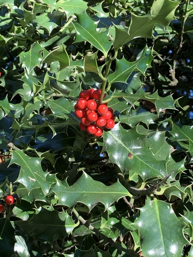 English Holly