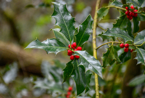 English Holly