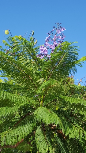 Jacaranda