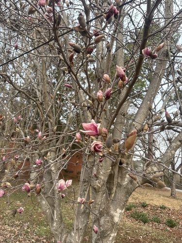 Japanese Magnolia