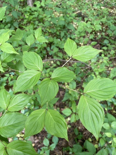 Kousa Dogwood