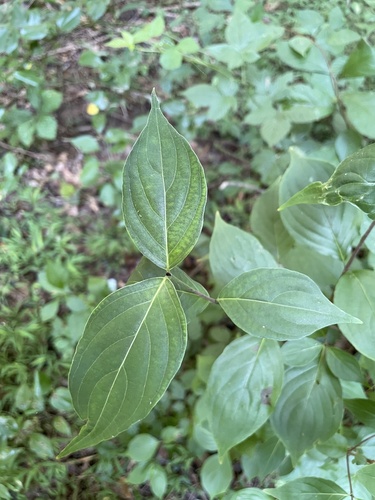 Kousa Dogwood