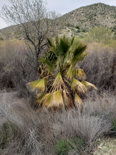 Mexican Fan Palm