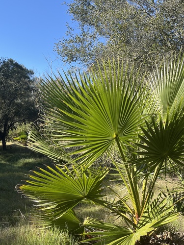 Mexican Fan Palm