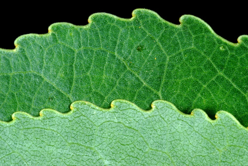 Narrowleaf Cottonwood